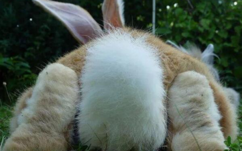兔子的尾巴有什么作用