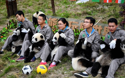 熊猫饲养员招聘条件