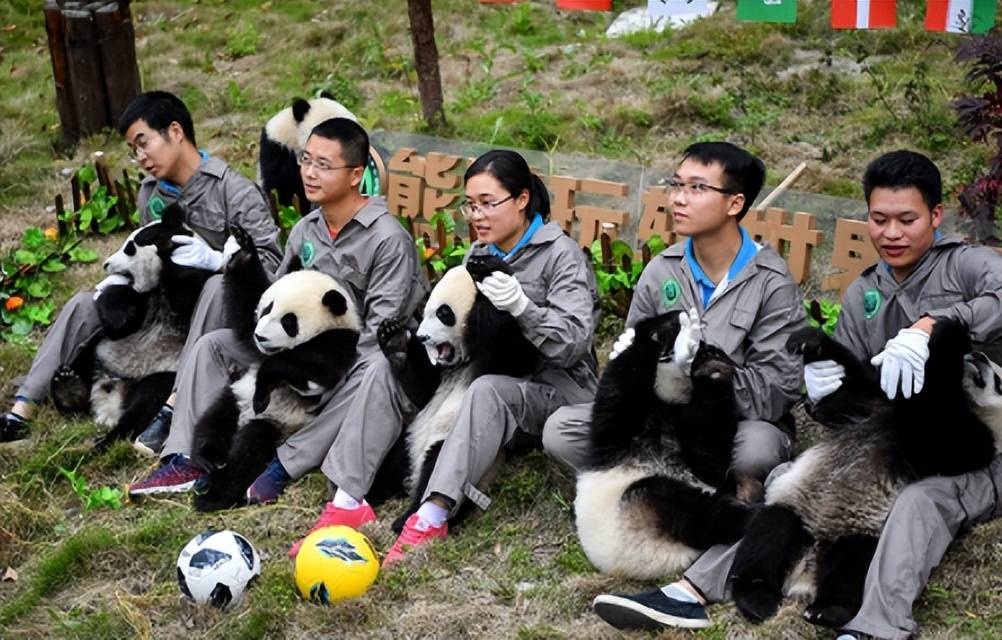 熊猫饲养员招聘条件（附具体招聘条件及要求）
