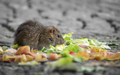 老鼠可以吃不？附老鼠的习性和特点
